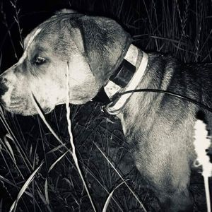 Meet your Posher, Cody